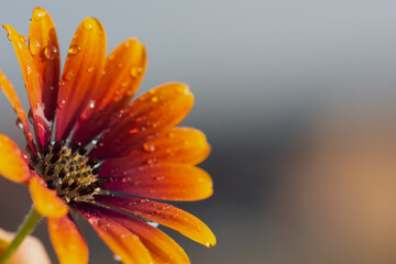 African Daisy Purple Sun Flower Recently Watered