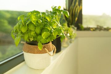 Fresh Genovese basil plant at home window sill indoor apartment easy herbs gardening. Plants in planters garden.