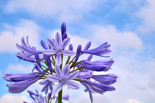 紫君子蘭images Browse 360 Stock Photos Vectors And Video Adobe Stock