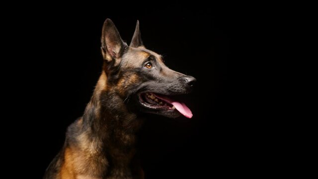 Portrait of a brown malinois bard dog on black background. Side view of puppy breathing with tongue hanging out. Shooting domestic animal sitting in studio, hunting purebred gun dog posing.