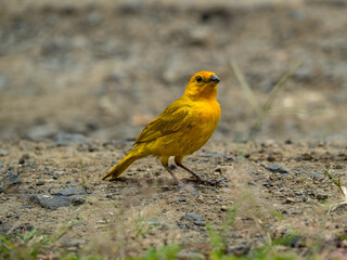 Ave amarilla