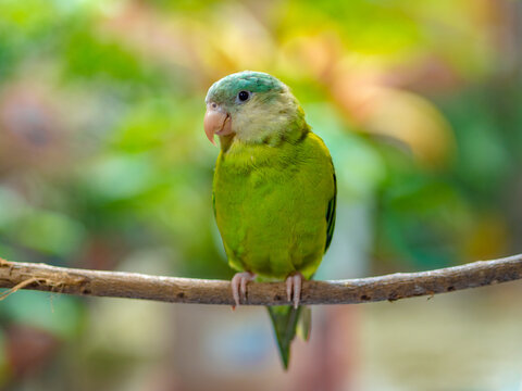 Perico