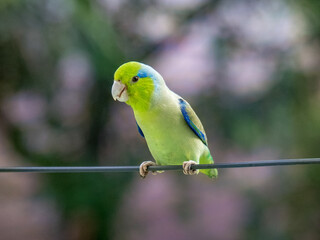 Perico
