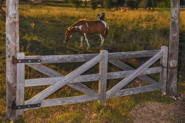 caballos pastando al atardecer