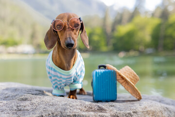 cute dachshund dog on a trip. a dachshund dog in sunglasses, a straw hat and summer clothes is...
