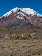 Chimborazo y las vicu&ntilde;as