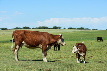 Fototapeta na wymiar Cattle and calf, Argentine countryside,La Pampa Province, Argentina.