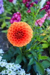 Orange Dahlia close up nature garden