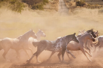 tropilla de caballos cruzando un camino polvoriento al galope - obrazy, fototapety, plakaty
