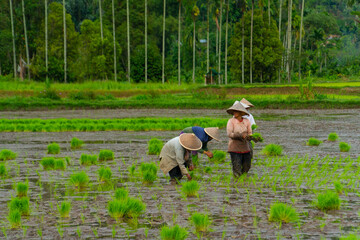 Farmers are planting rice on the farm. Farmers bend to grow rice. agriculture in asia. cultivation...