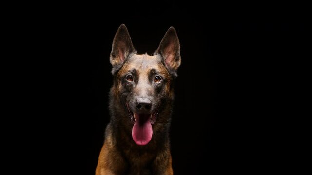 Portrait of malinois bard dog on black background. Belgian shepherd dog looking in camera. Close-up of puppy breathing with tongue hanging out. Shooting domestic animal sitting in studio. 