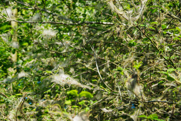 Wisps of fiber on tree branches. 