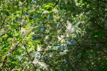 Wisps of fiber on tree branches. 