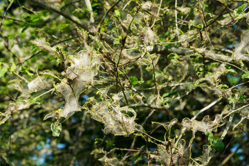 Wisps of fiber on tree branches. 