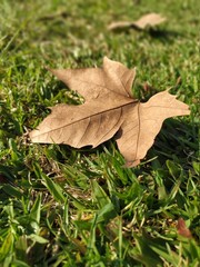 dry leaves on the ground