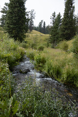 Stream through tall grass and large trees