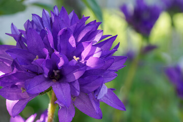 Purple bell flowers in nature. 