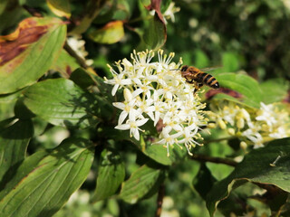 Closeup white flower and a western honey bee flying above it, which is allso called the European honey bee - Apis Mellifera