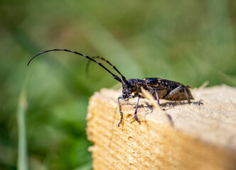 Mustache and the barbel beetle