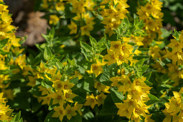 Yellow willow blossoms out in nature.