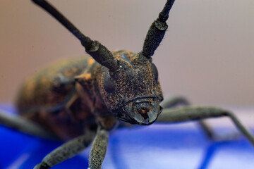Close up of a beetle