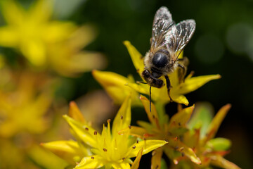 A bee on a yellow walker flower. 