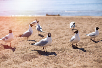 Seagull staying on the sand in the beach near sunset sea