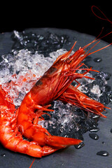 italian red prawns or shrimps on ice known as gambero rosso