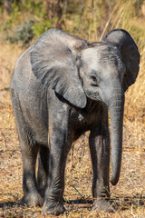 Fototapeta premium Smiling Elephant Calf