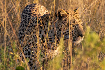Leopard in the Delta