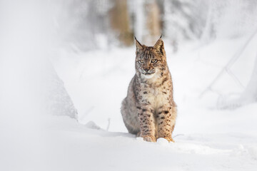 Lynx in winter. Young Eurasian lynx, Lynx lynx, sits in snowy forest. Beautiful wild bobcat in...