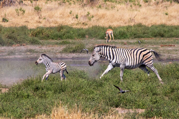 Obraz premium Zebra Chase