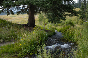 Stream through tall grass under large tree