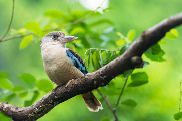 Blue-winged Kookaburra. Very large kingfisher with a lot of blue in the wings and tail. Note pale eye and pale, finely streaked head. Occurs across northern Australia in a variety of woodland habitats