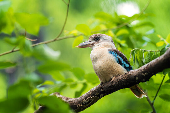 Blue-winged Kookaburra. Very large kingfisher with a lot of blue in the wings and tail. Note pale eye and pale, finely streaked head. Occurs across northern Australia in a variety of woodland habitats