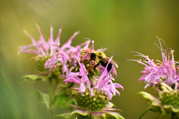 Bumblebee (Bombus sp) pollinating flowers of a bee balm plant (Monarda sp) with a blurred green and tan background.