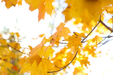 maple leaves in autumn on the background of the sun glare close-up 