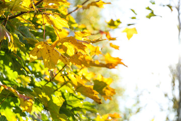 maple leaves in autumn on the background of the sun glare close-up 