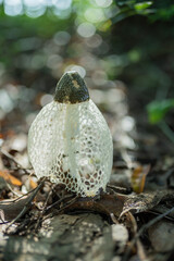 Phallus indusiatus'