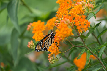 Eutrochium purpureum (joe-pye weed) and monarch butterfly