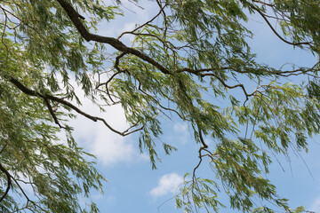 willow tree branches against blue sky