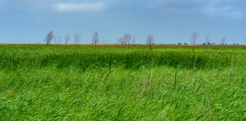 On a windy day, the coastal Louisiana prairie filled with native green grass under a blue sky seen from Louisiana Hwy. 82 west of Pecan Island. - obrazy, fototapety, plakaty