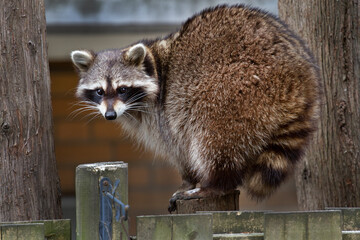 A Young Racoon walking along a backyard fence. © ken duffney