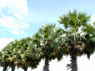 palm tree on the sky background in natural daylight