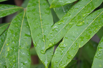 East Java, Indonesia - Juny 28, 2021 : Portrait close up of some leaves after being hit by the rain