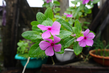 Pink blooming flower close-up shot from the front
