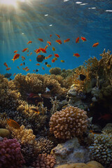 Fototapeta na wymiar coral reef and fish