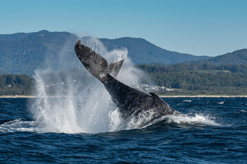 Naklejka premium Whale watching humpback whales up close near Byron Bay, NSW on the east coast of Australia. Whales tail lobbing.