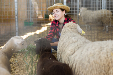 Confident young attractive female farmer feeding sheeps in the sheepcote in sheep farm