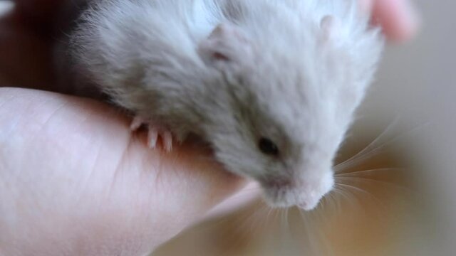 Small hamster in hand close-up. Girl holds small Syrian hamster